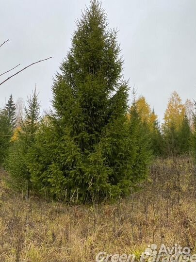 Ель обыкновенная