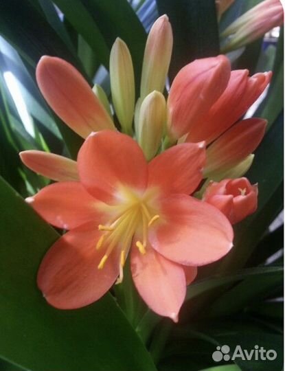 Кливия. Пеперомия. Драцена