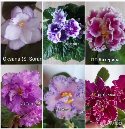 Комнатные цветы