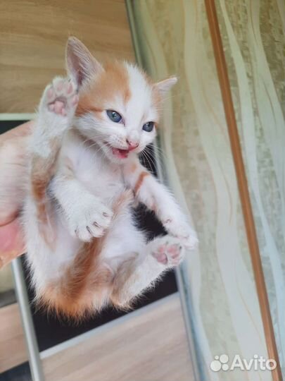 Отдам в добрые руки