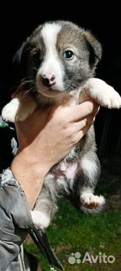 Щенки ищут дом и своего хозяина