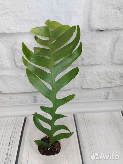 Эпифиллум марниера, гинура вар, хойя пахиклада