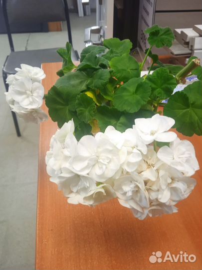 Герань (пеларгония) белая