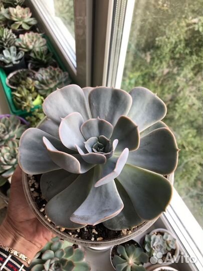 Суккуленты разные