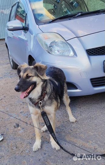 Луша 2 года стерилизована с доставкой