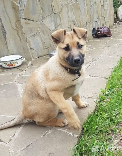 Щенок девочка 3 месяца