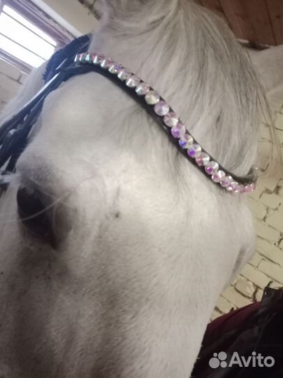 Налобник для лошади