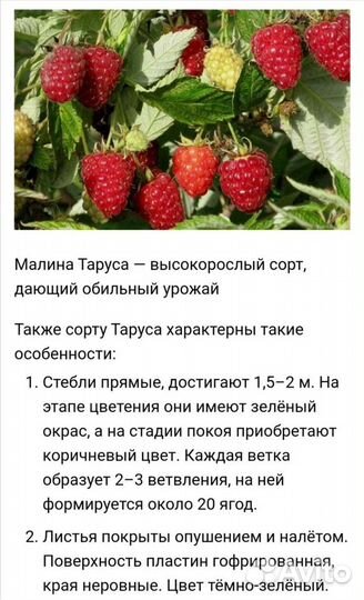 Малиновое дерево. Сорт Таруса