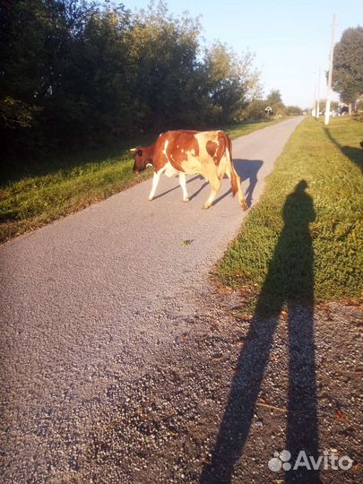 Продам коров