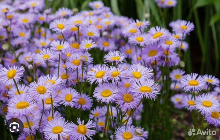 Многолетние цветы для сада