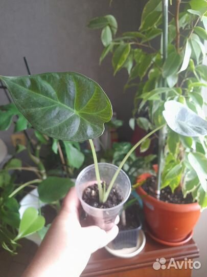 Филодендрон, замиокулькас,алоказия