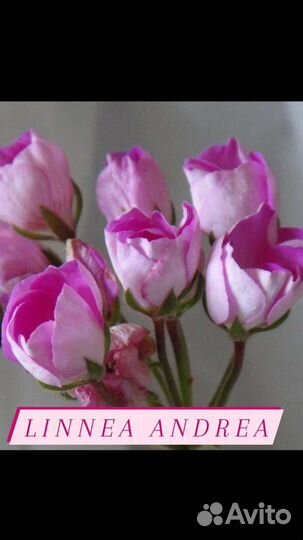 Пеларгонии сортовые