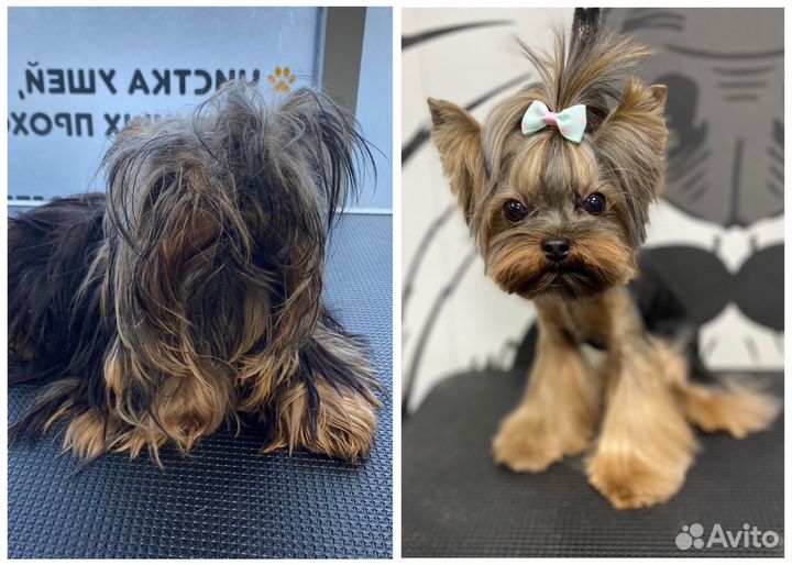 Услуги грумера