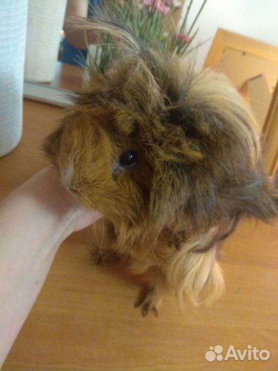 Морские свинки с клеткой