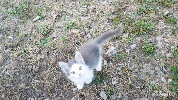 Обычная кошка