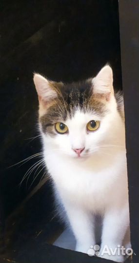 Кастрированный кот в добрые руки