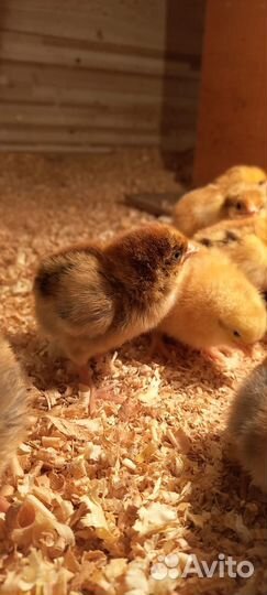 Цыплята мясояичной породы