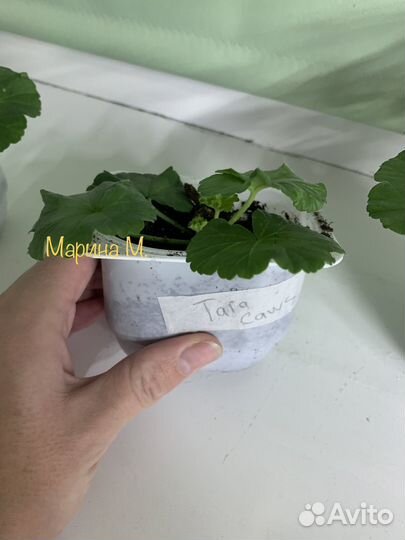 Пеларгония герань Tara Caws