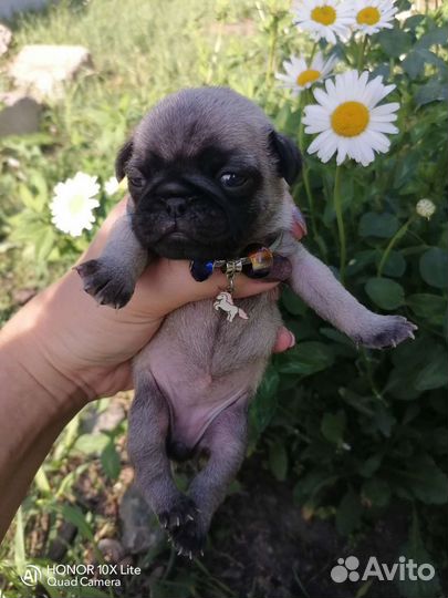 Щенки мопса