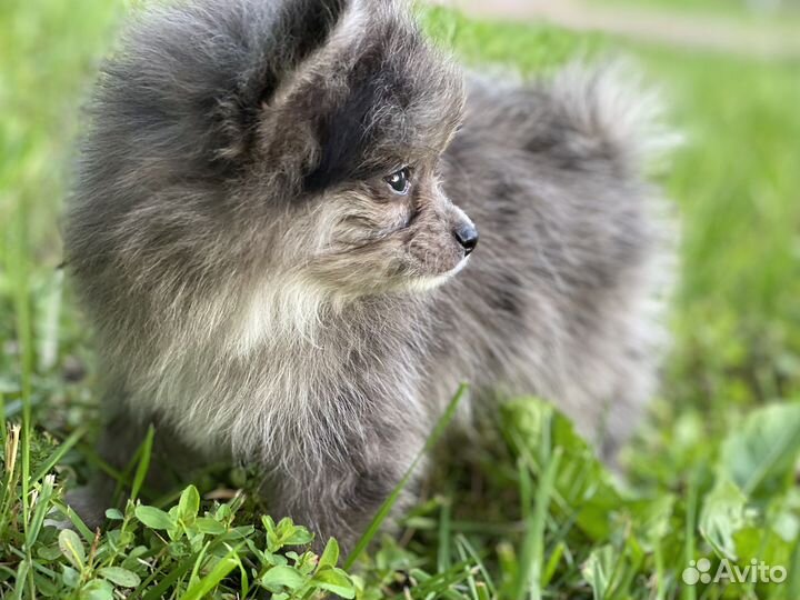 Продается щенок немецкого шпица