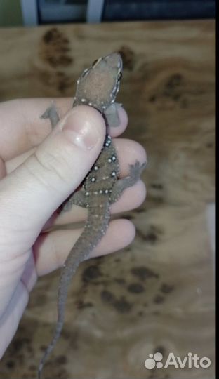 Триедурусы Полупалый геккон