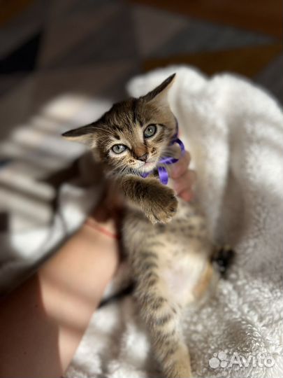 Котята в добрые руки даром