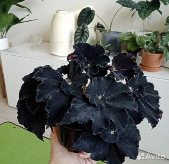 Бегония Black Mamba