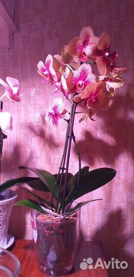 Фитолампа uniel LED-A60-10W полного спектра