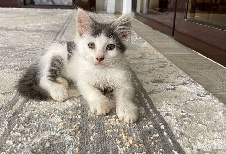 Котёнок в добрые руки
