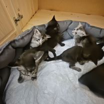 Мейн-кун котёнок