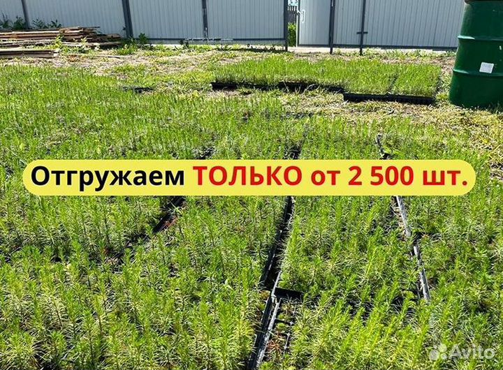 Сеянцы ели европейской зкс