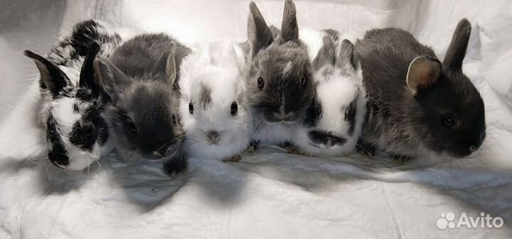 Крольчата