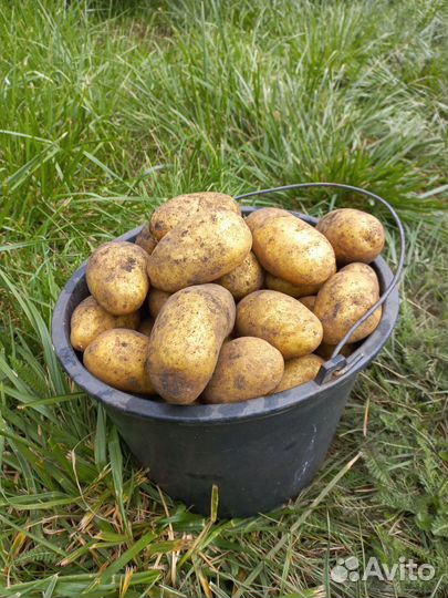 Картофель домашний