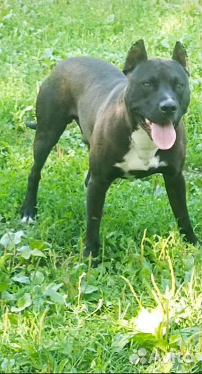 Щенки Питбуля