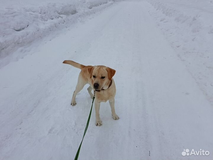 Отдам в добрые руки лабрадора