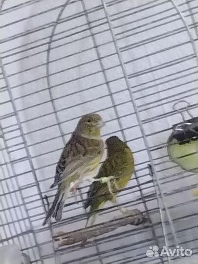 Кенар и канарейки