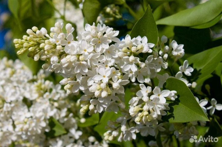 Сирень обыкновенная Высота от 25см