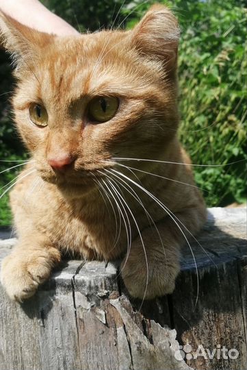 Рыжуля девочка