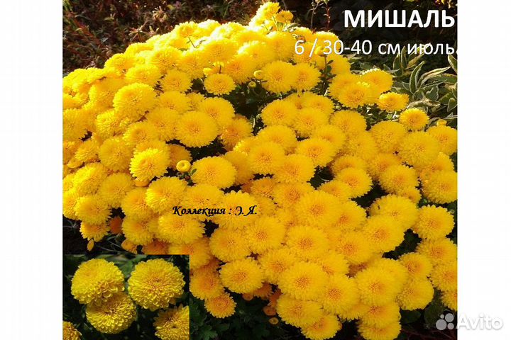 Хризантемы садовые, 8 кв Доставка Пересылка Почтой