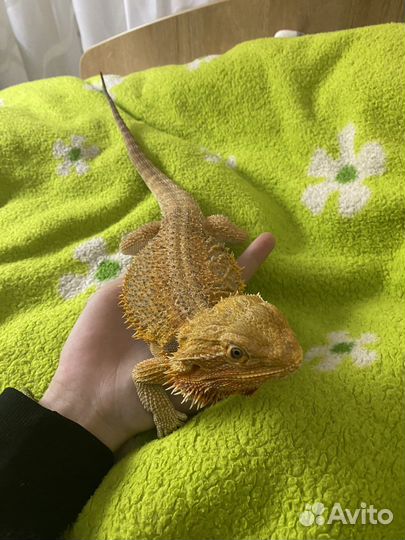 Передержка(грызунов,птиц,рептилий) Выгул собак