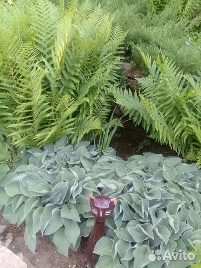 Садовые цветы