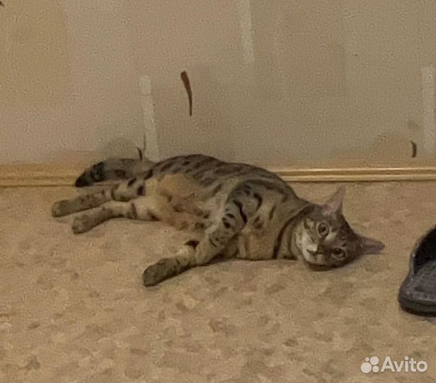 Бенгальский кот в добрые руки
