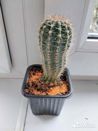 Кактусы разные