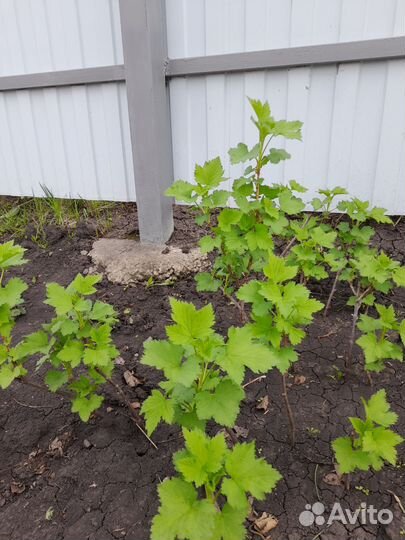 Ежемалина кумберленд, чёрная и красная смородина