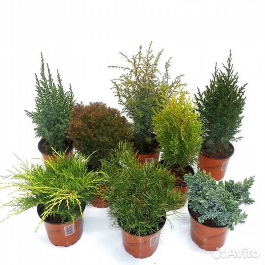Туя, можжевельник, кипарисовник