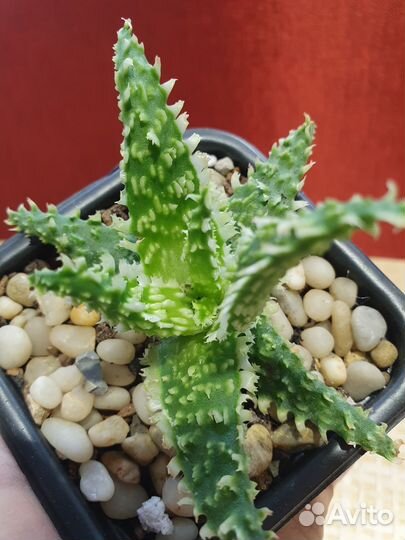 Алоэ Гибрид Таиланд