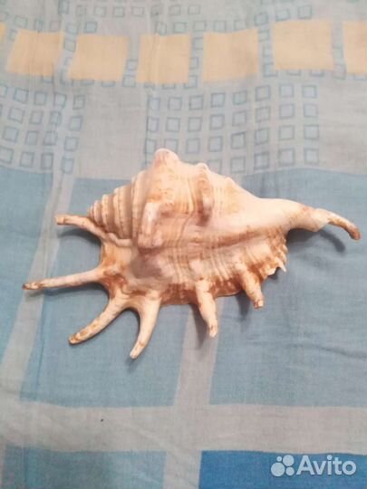 Морская ракушка