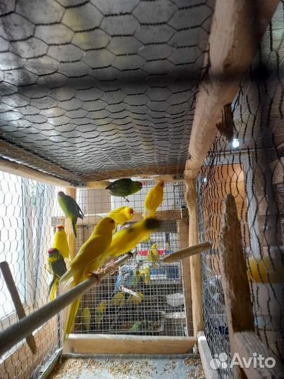 Попугаи какарики, птенцы