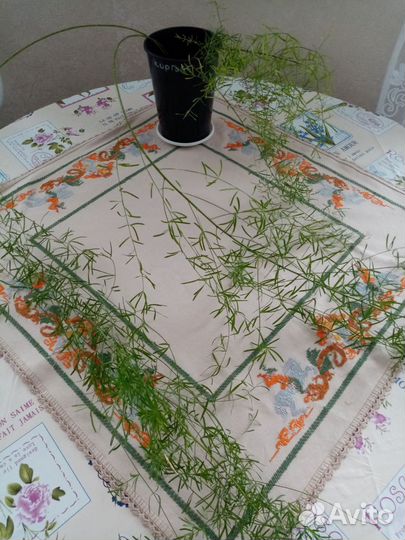 Аспарагусы