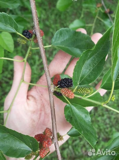 Шелковица саженцы